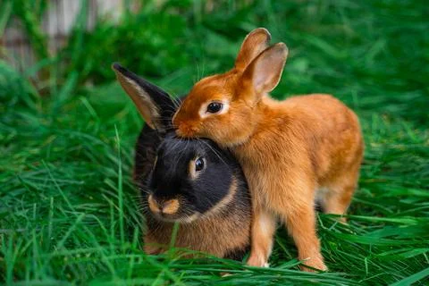 Black-fire Tan, dwarf rabbit and Colored dwarf with squirrel coloring Stock Photos