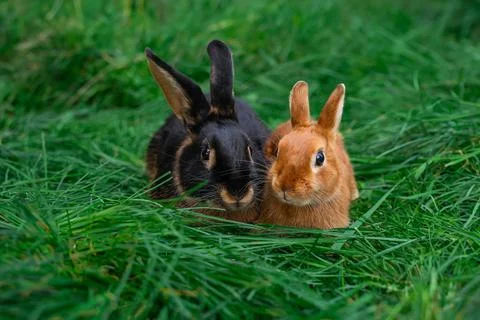 Black-fire Tan, dwarf rabbit and Colored dwarf with squirrel coloring Stock Photos