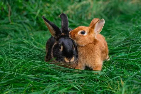 Black-fire Tan, dwarf rabbit and Colored dwarf with squirrel coloring Stock Photos