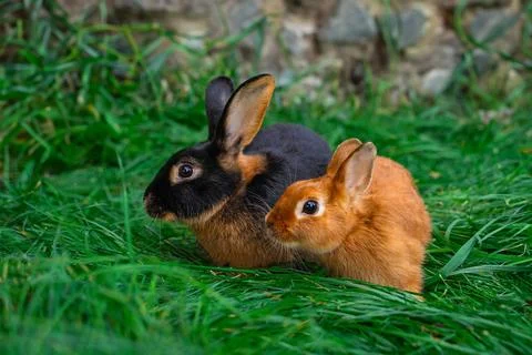 Black-fire Tan, dwarf rabbit and Colored dwarf with squirrel coloring Stock Photos