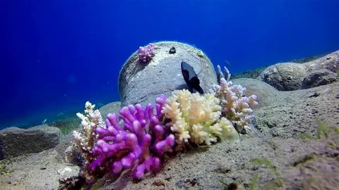 Black fish and amphora red sea bottom sunlight under water Stock-Footage 71901774