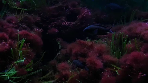 Black Fish In Coral Reef Stock Footage 76927587