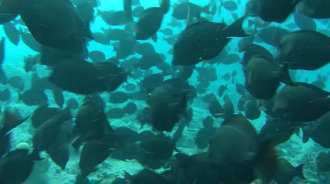 Black fish Stockbeeldmateriaal 902329