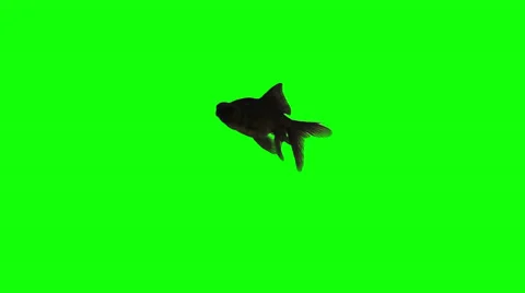 Black Fish on Green Screen Stock Footage 33485613