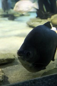 Black Fish Stock Photos
