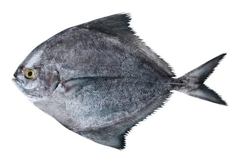Black fish Stock Photos
