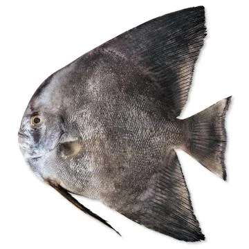 Black fish Stock Photos