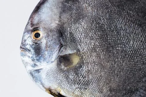 Black fish Stock Photos