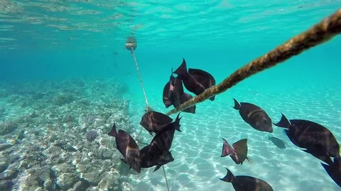 Black Fish, Red Sea Stock Footage 73977403