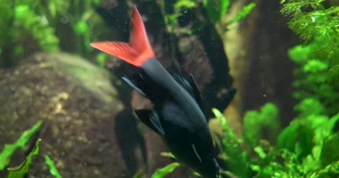 Black Fish with Red Tail Fin Swimming Stock Footage 285235093