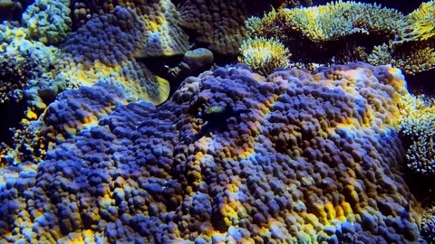 Black fish surrounded by royal blue coral reef, bioluminescent pattern on 库存影片 332219295