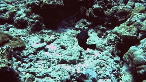 Black fish swim between the rocks and coral of reef. Maldives Stock Footage 171194270