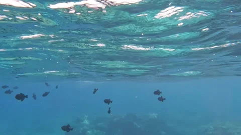 Black Fish Swimming Video stock 218221101