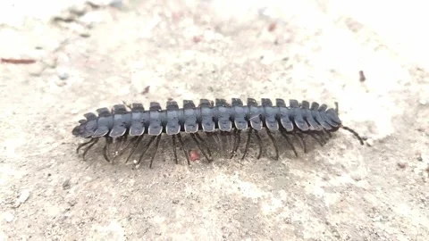 A black flat-backed millipede Stock Footage 337527233