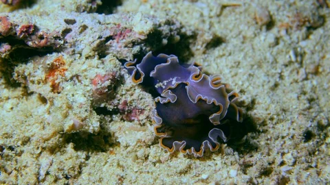 Black flat worm with orange edge of skirt rolling over itself Stock Footage 112454039