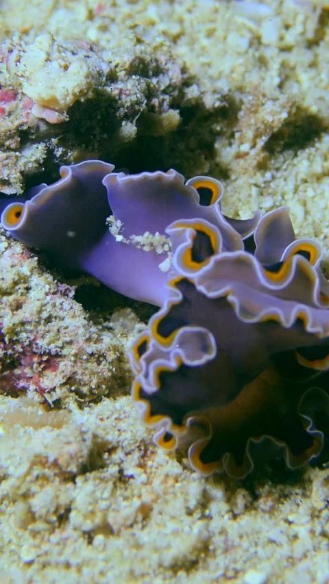 Black flat worm with orange edge of skirt rolling over itself Stock Footage 228829567