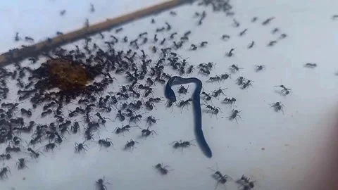 Black Flatworm Among Ants Swarming Droppings, Curling into Small n Shape 스톡 동영상 343060317