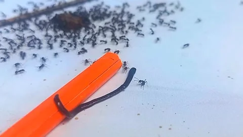 Black Flatworm Descending from Colored Pencil, Immediately Met by Small Ants 스톡 동영상 343093193