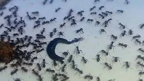 Black Flatworm Shrinking and Releasing Black Mucus While Swarmed by Ants 스톡 동영상 343060496