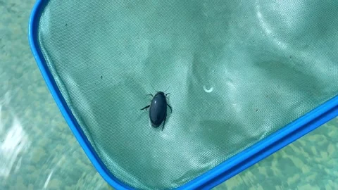 A black floating beetle caught with a net from the pool Stock Footage 254289613
