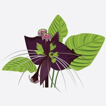 Black flower of devil with leaves Stock Illustration