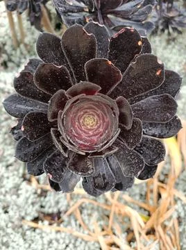 Black flower nova Stock Photos