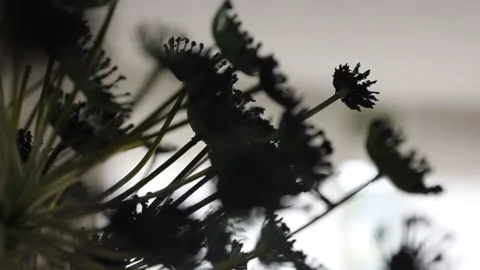 Black flowers close up Stock Footage 140037906