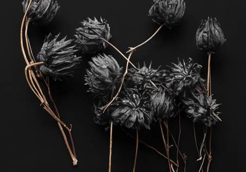 Black flowers dried Stock Photos