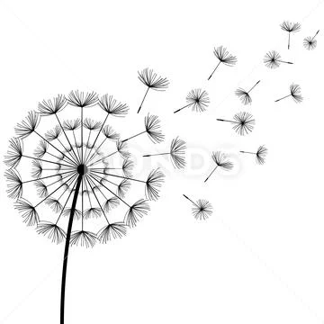 Black fluff dandelion on white background Stock Illustration