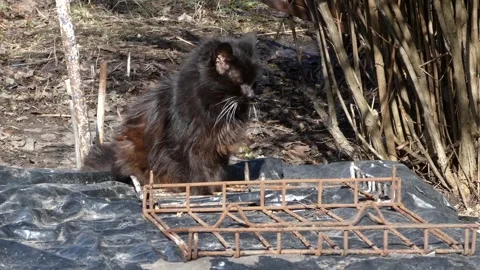 Black fluffy cat with long white whiskers sitting on a garden plot Stock Footage 330656729