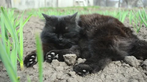 Black fluffy cat playing on the field between garlic sprouts , cat rolls over so Stock Footage 177557376