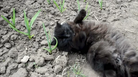 Black fluffy cat playing on the field between garlic sprouts , cat rolls over so Stock Footage 177557408