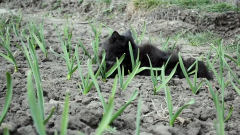 Black fluffy cat playing on the field between garlic sprouts , cat rolls over so Stock Footage 177557870