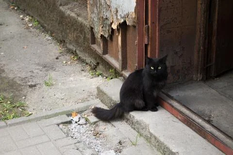 Black fluffy cat sitting on step by doorway of shabby entrance door of old house Stock-Fotos