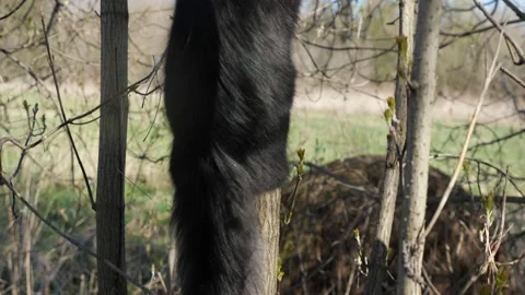 Black fluffy cat on a tree plays with a branch in a human's hand Stock Footage 133226375
