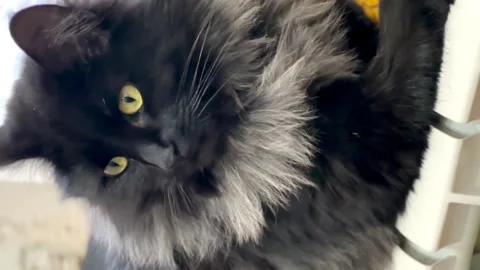 Black fluffy cat turns its head with green eyes Video stock 258155398