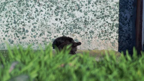 Black fluffy cat is washing while sitting near the wall of the house Stock Footage 128987051