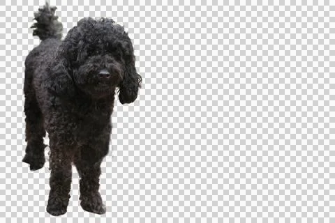 Black fluffy Cavapoo dog perfect for pet blogs, Stock Photos