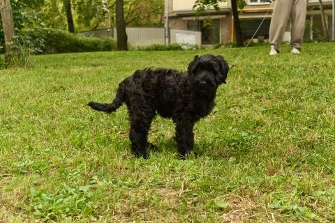 Black fluffy dog on leash standing on grassy park lawn with person legs visible Photos