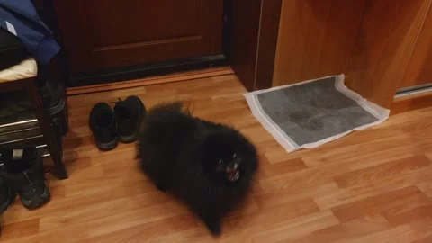 Black fluffy dog refusing to release toy, owner tugging, wooden floor interior Vídeo Stock 348051254