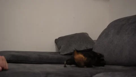 A black fluffy guinea pig crawls on a gray sofa, a young man watches his pet. A Stock Footage 292647346