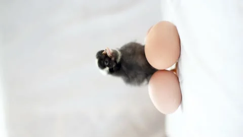 Black fluffy newborn chick standing at the eggs , vertical 4k footage. Stock Footage 204791206
