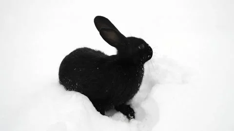 Black fluffy rabbit on white snow in winter. Little white bunny. Stock Footage 113699111