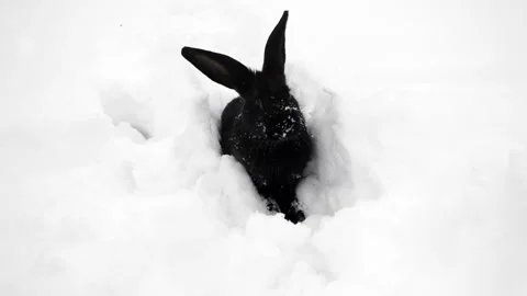 Black fluffy rabbit on white snow in winter. Little white bunny. Stock-Footage 113699168