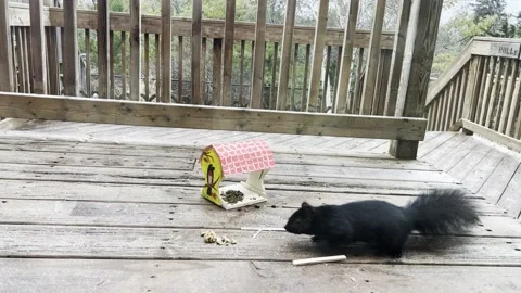 A black fluffy squirrel runs along a wooden balcony and eats walnuts Stock Footage 230916911