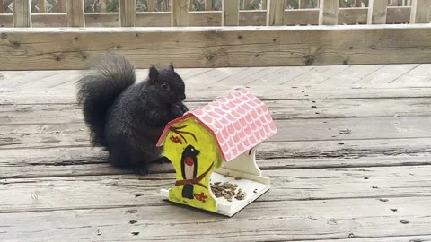 Black fluffy squirrel sitting eating from a feeder Stock Footage 230916918
