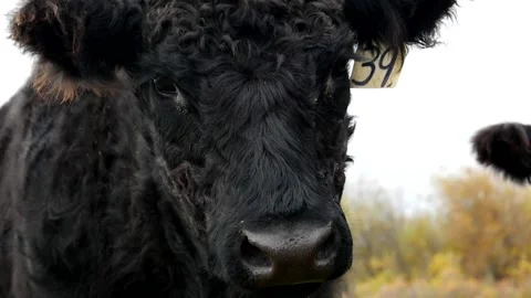 Black Fluffy Steer Close Up Stock Footage 153240106