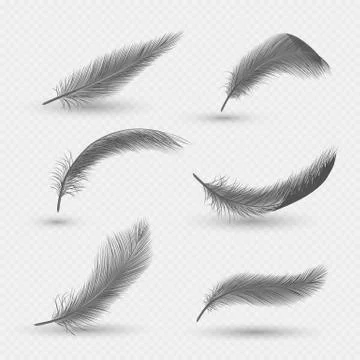 Black fluffy swan feathers, vector isolated illustration Illustrazione stock
