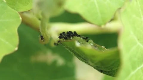 Black fly bean aphid excreting honeydew Stock Footage Stock Footage 337457403