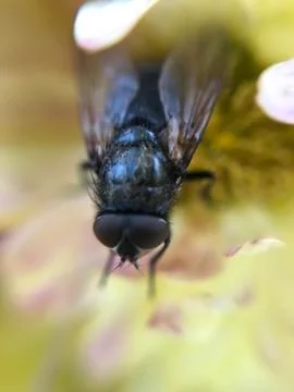 Black fly on the flower, macro Stock-Fotos